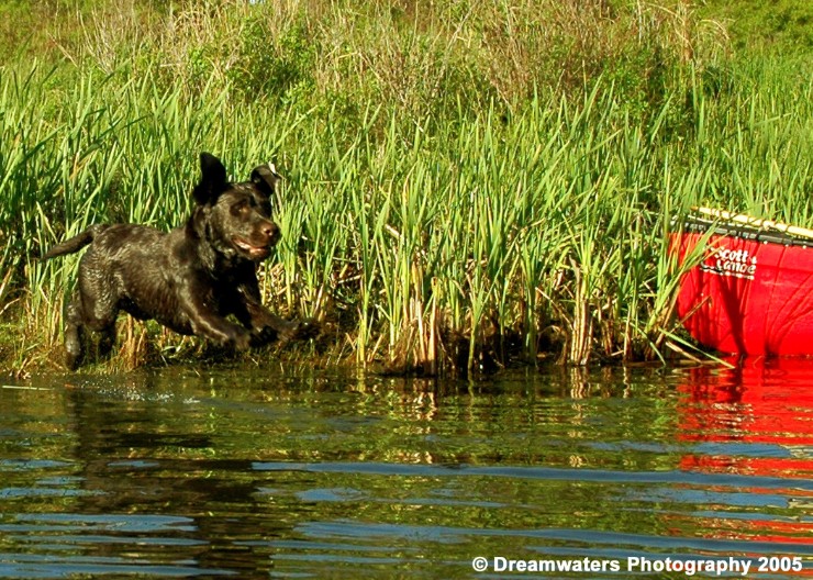 beau Leaping Retrieve 1.jpg